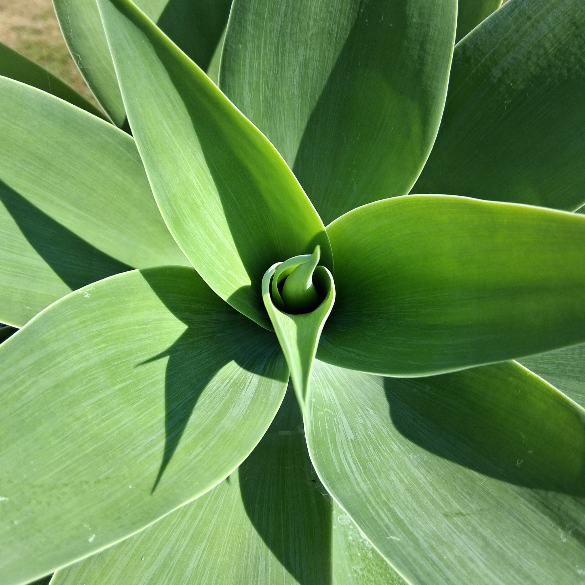 agave leaf Agave attenuata