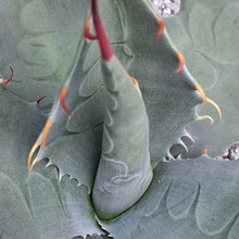 Load image into Gallery viewer, Agave havardiana