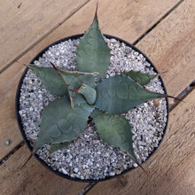 Load image into Gallery viewer, Agave havardiana