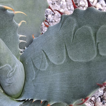 Load image into Gallery viewer, Agave havardiana