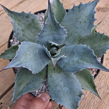Load image into Gallery viewer, Agave ovatifolia