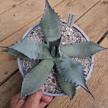 Load image into Gallery viewer, Agave x parryspina