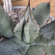 Load image into Gallery viewer, Agave x parryspina