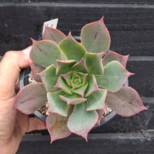 Load image into Gallery viewer, Aeonium percarneum