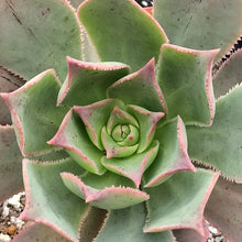 Load image into Gallery viewer, Aeonium percarneum
