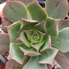 Load image into Gallery viewer, Aeonium percarneum