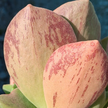 Load image into Gallery viewer, Aeonium goochiae x nobile