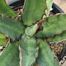 Load image into Gallery viewer, Agave xylonacantha