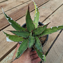 Load image into Gallery viewer, Agave xylonacantha