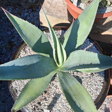 Load image into Gallery viewer, Agave guiengola