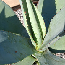 Load image into Gallery viewer, Agave guiengola