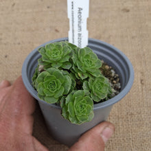 Load image into Gallery viewer, Aeonium aizoon