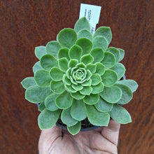Load image into Gallery viewer, Aeonium spathulatum x tabuliforme