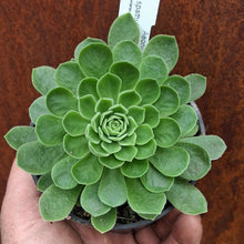 Load image into Gallery viewer, Aeonium spathulatum x tabuliforme