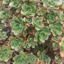 Load image into Gallery viewer, Aeonium x praedictum