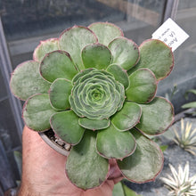 Load image into Gallery viewer, Aeonium x septentrionale