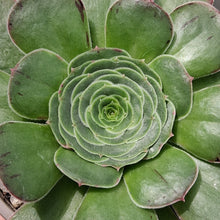 Load image into Gallery viewer, Aeonium x septentrionale