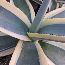 Load image into Gallery viewer, Agave guiengola var. 'Creme Brulee'