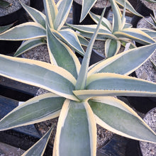 Load image into Gallery viewer, Agave guiengola var. 'Creme Brulee'
