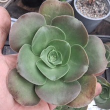 Load image into Gallery viewer, Aeonium x timense