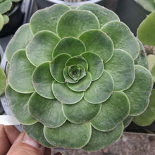 Load image into Gallery viewer, Aeonium x septentrionale