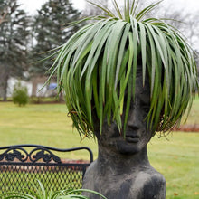Load image into Gallery viewer, Mangave 'Bad Hair Day'