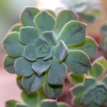 Load image into Gallery viewer, Aeonium castello-paivae var. Sarae