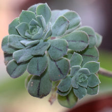 Load image into Gallery viewer, Aeonium castello-paivae var. Sarae