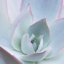 Load image into Gallery viewer, Echeveria cante