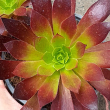 Load image into Gallery viewer, Aeonium 'Black Magic'