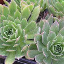 Load image into Gallery viewer, Aeonium 'Ron Dale'