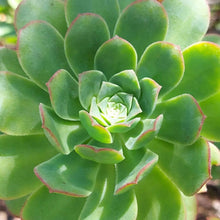 Load image into Gallery viewer, Aeonium gomerense