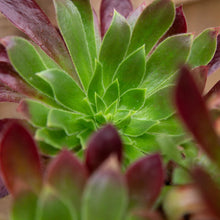Load image into Gallery viewer, Aeonium 'Black Magic'
