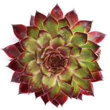 Load image into Gallery viewer, Sempervivum 'Autumn Apple'