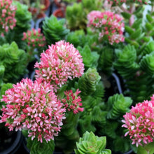 Load image into Gallery viewer, Crassula 'Estagnol'