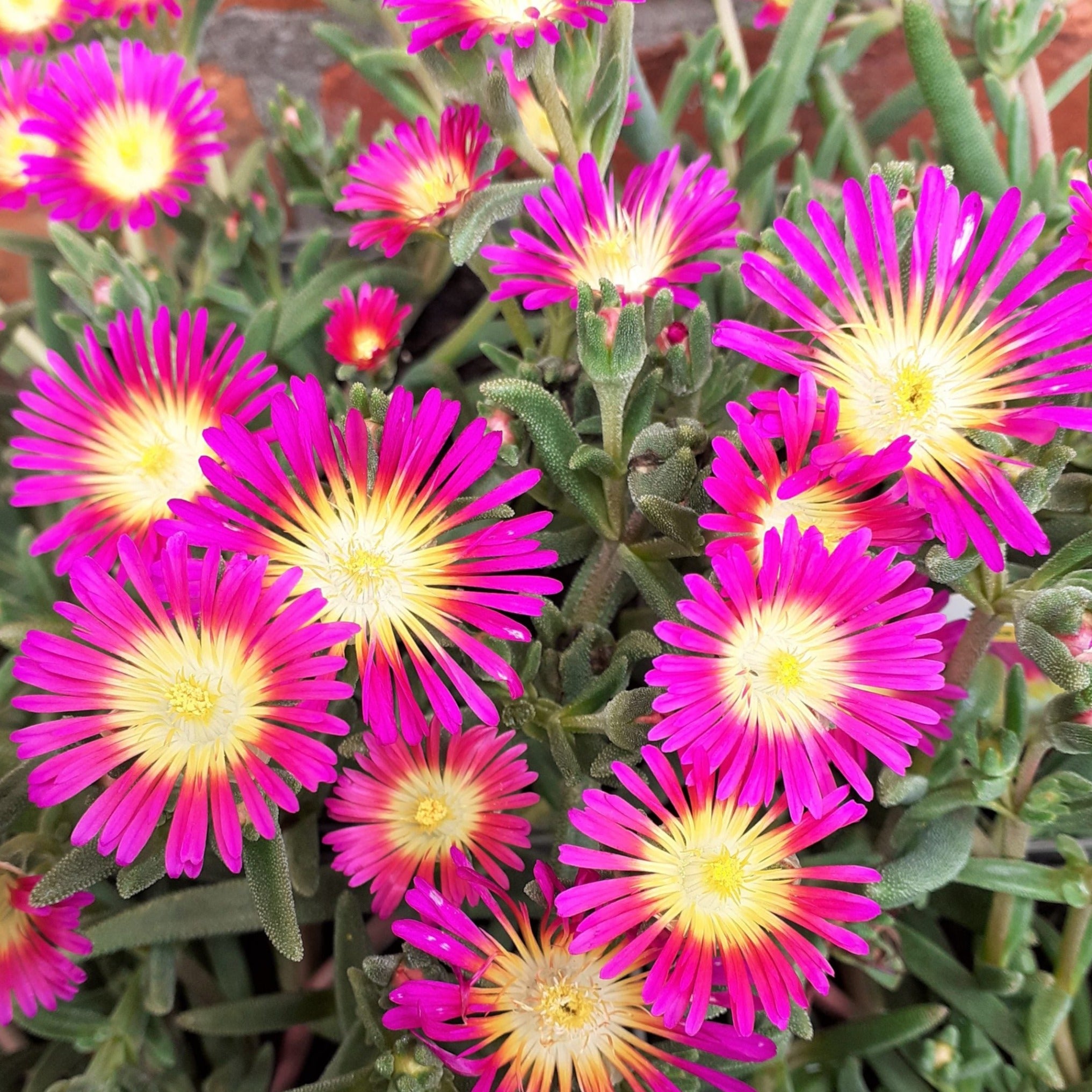 purple succulent with yellow flowers Delosperma 'Suntropics Purple' – Coastal Succulents, Cacti & Alpines