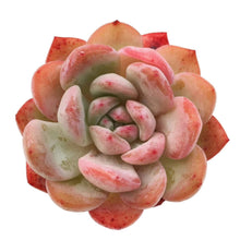 Load image into Gallery viewer, Echeveria 'Starmark'
