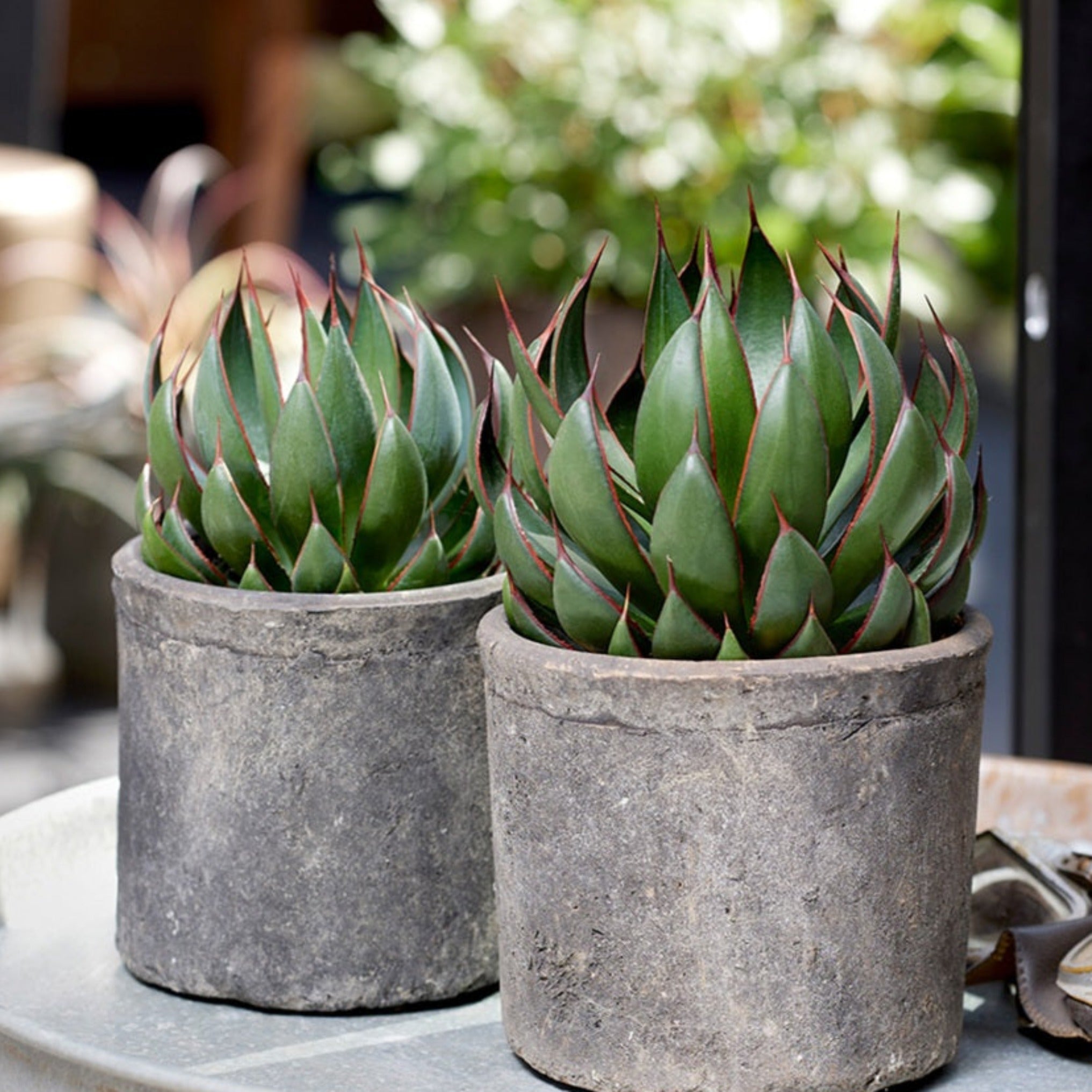 mangave praying hands plant Mangave 'Praying Hands' – Coastal Succulents, Cacti & Alpines