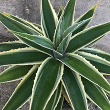 Load image into Gallery viewer, Mangave 'Navajo Princess'