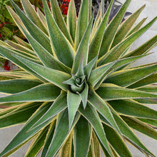 Load image into Gallery viewer, Mangave 'Navajo Princess'