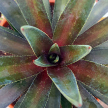 Load image into Gallery viewer, Mangave 'Painted Desert'