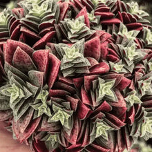 Load image into Gallery viewer, Crassula Exilis Subsp. Cooperi