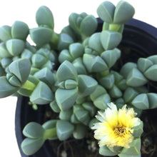 Load image into Gallery viewer, Delosperma lehmanni