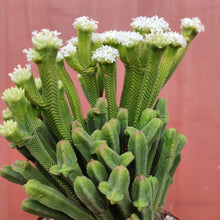 Load image into Gallery viewer, Crassula pyramidalis