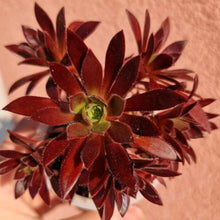 Load image into Gallery viewer, Aeonium 'Black Magic'