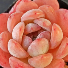 Load image into Gallery viewer, Echeveria 'Starmark'
