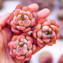 Load image into Gallery viewer, Echeveria 'Starmark'