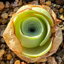 Load image into Gallery viewer, Aeonium diplocycla