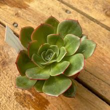 Load image into Gallery viewer, Echeveria 'Cherry Fantasy'