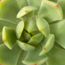 Load image into Gallery viewer, Echeveria 'Pink Dragon'